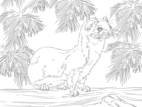 Least Weasel Coloring Page